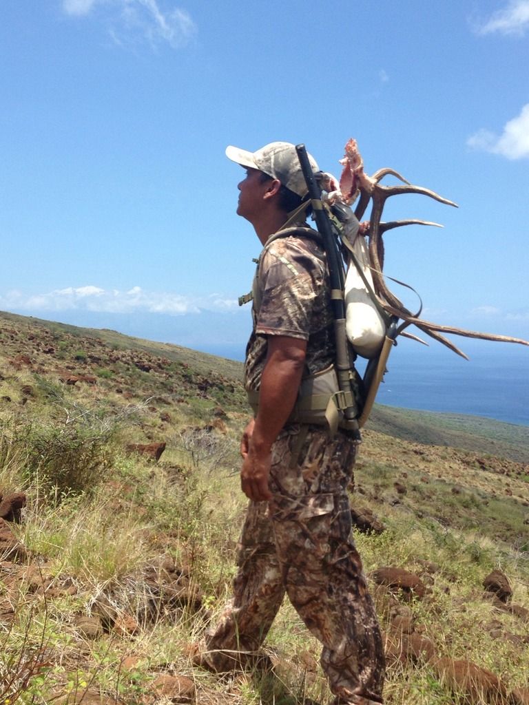 Lanai Hunting Axis Deer And Mouflon Ram Story by 2good2 Photobucket